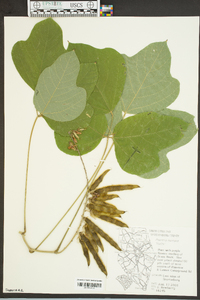 Pueraria montana image