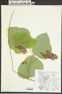 Pueraria montana image