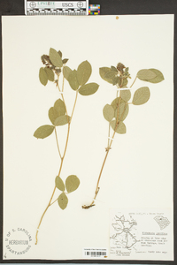 Rhynchosia tomentosa image