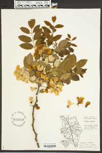 Robinia hispida image