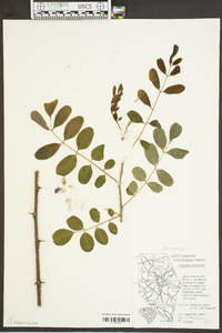 Robinia hispida image