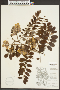 Robinia hispida image