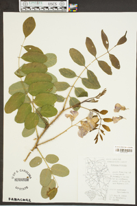 Robinia hispida image