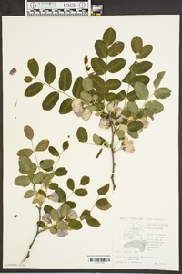 Robinia hispida var. kelseyi image