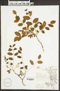 Robinia nana image