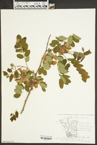 Robinia nana image