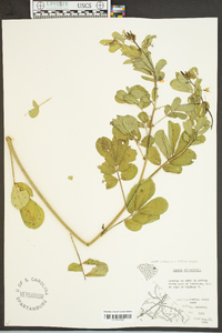 Senna obtusifolia image