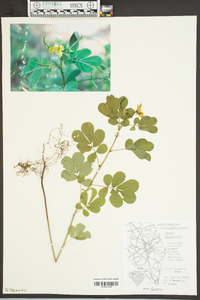 Senna obtusifolia image