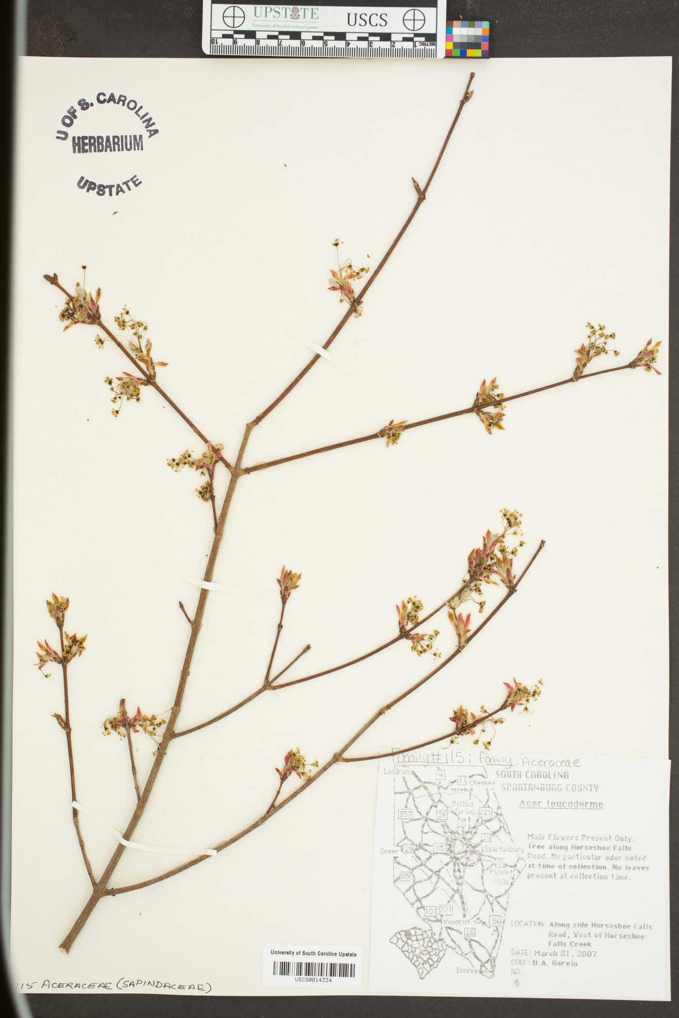 Acer leucoderme image