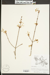 Acer leucoderme image