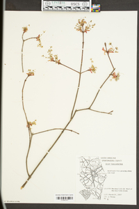 Acer leucoderme image