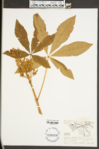 Aesculus sylvatica image