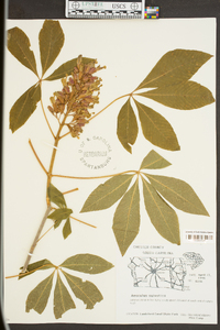 Aesculus sylvatica image