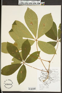 Aesculus sylvatica image