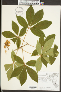 Aesculus sylvatica image