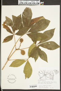 Aesculus sylvatica image