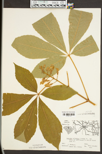 Aesculus sylvatica image