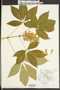 Aesculus sylvatica image