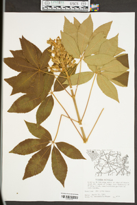 Aesculus sylvatica image