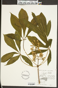 Aesculus flava image