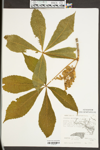 Aesculus sylvatica image