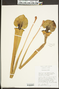 Sarracenia flava image