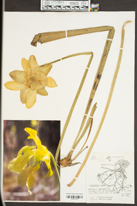 Sarracenia flava image