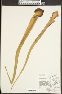 Sarracenia flava image