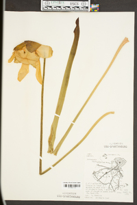 Sarracenia flava image