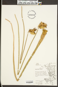 Sarracenia rubra image