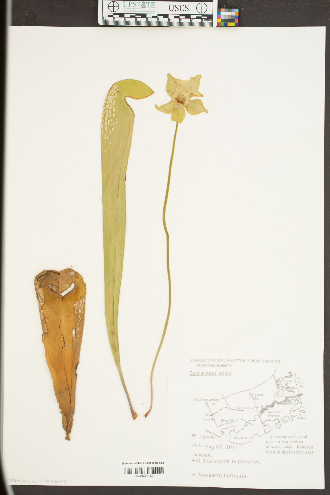 Sarracenia minor image