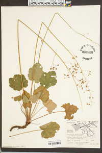 Heuchera americana image