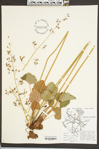 Heuchera americana image