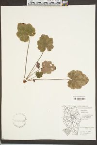 Heuchera americana image