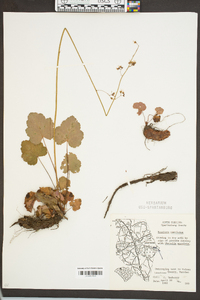 Heuchera americana image