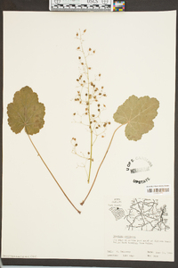 Heuchera americana image