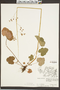 Heuchera americana image