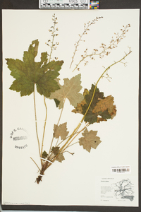 Heuchera villosa image