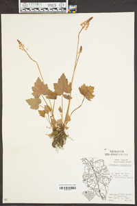 Tiarella cordifolia image