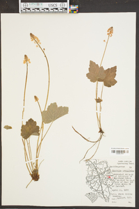 Tiarella cordifolia image