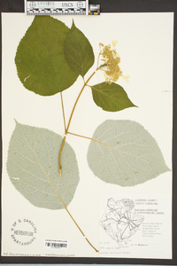 Hydrangea arborescens subsp. radiata image