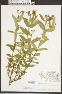 Hypericum nudiflorum image