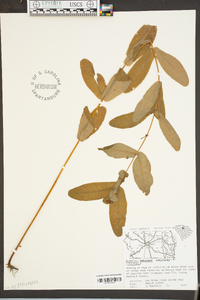Triadenum walteri image