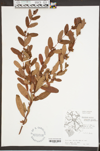 Triadenum walteri image