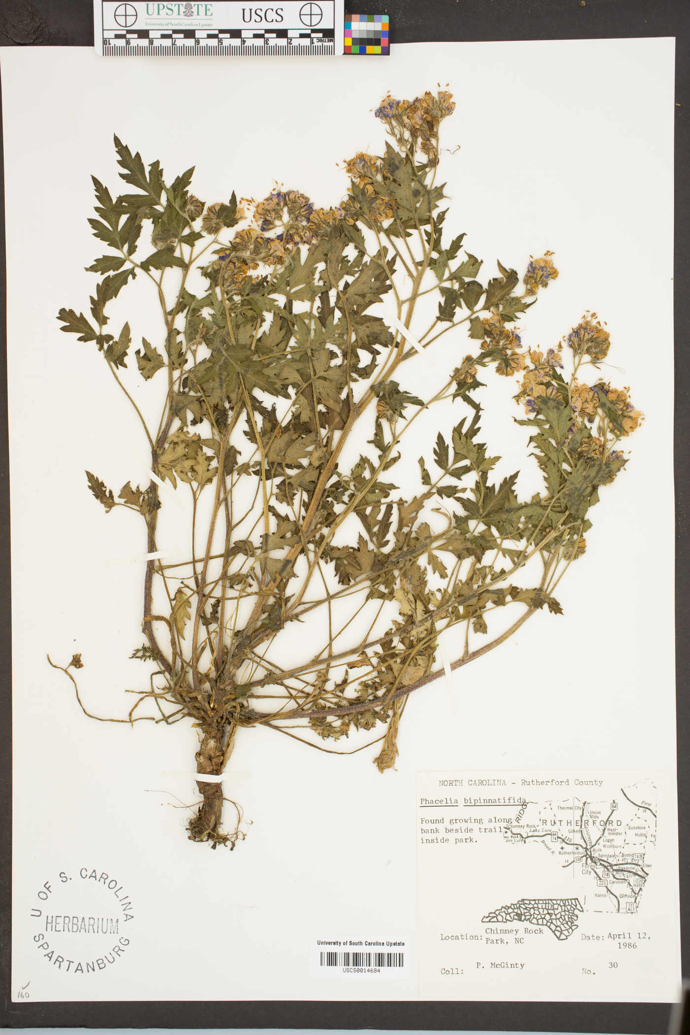 Nemophila microcalyx image