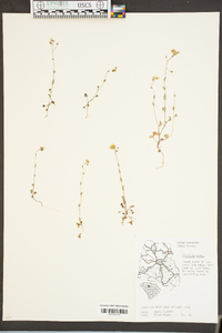 Phacelia dubia image