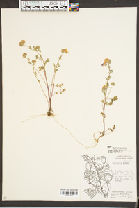 Phacelia maculata image