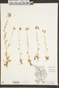 Phacelia maculata image