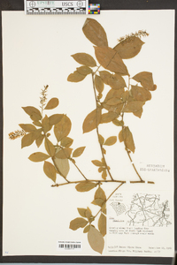 Philadelphus hirsutus image