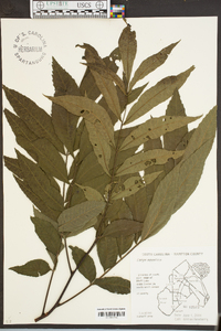 Carya aquatica image